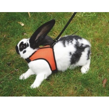 image: Rabbit  Harness SPORT-Large
