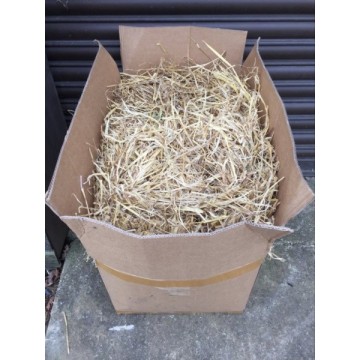 image: Barley golden Straw box- bulk buy- 9- 10kg