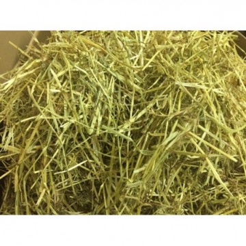 image: Italian Ryegrass-Fine & Gold