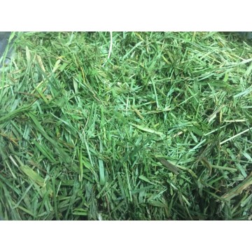 Munchy Grass-2 sizes