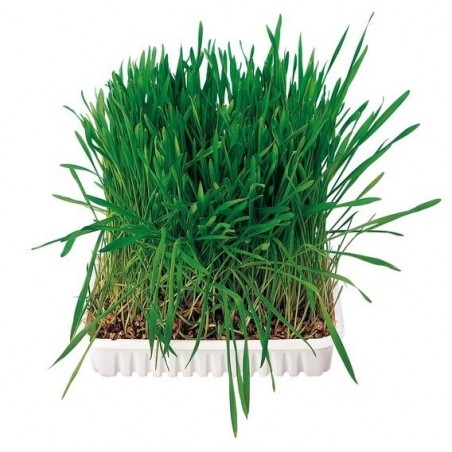 Small Animal Grass